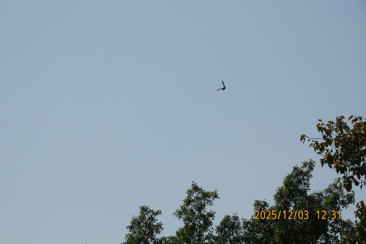 Asian Palm Swift - ML646294875