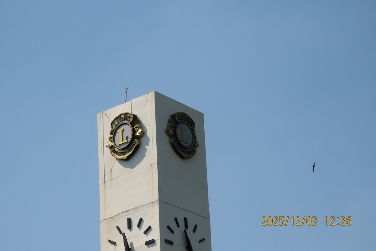 Asian Palm Swift - ML646294876