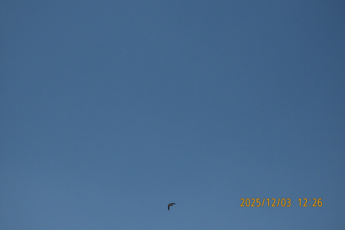 Asian Palm Swift - ML646294877