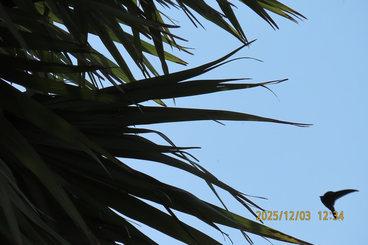 Asian Palm Swift - ML646294878