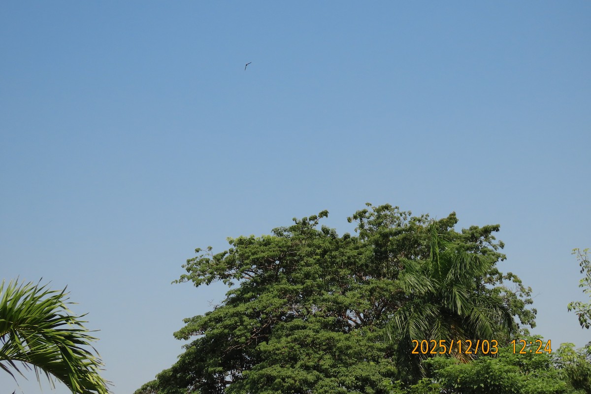 Asian Palm Swift - ML646294879