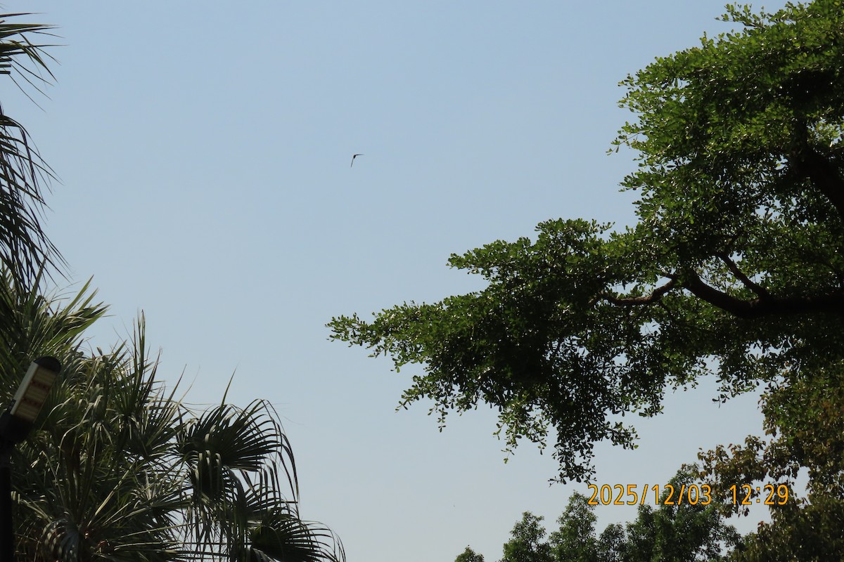 Asian Palm Swift - ML646294880