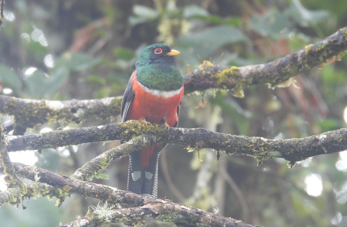 Masked Trogon - ML646294881