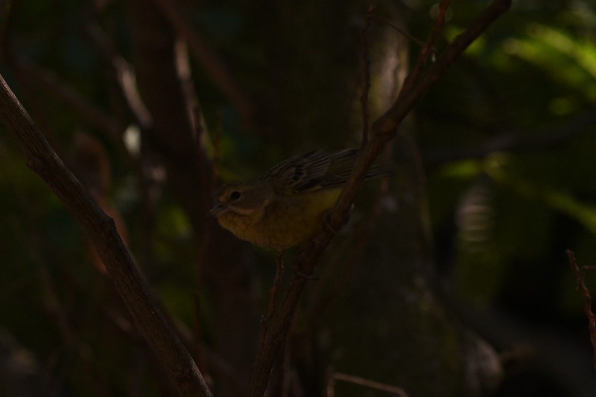 Kurzschnabel-Gilbtangare - ML646294882