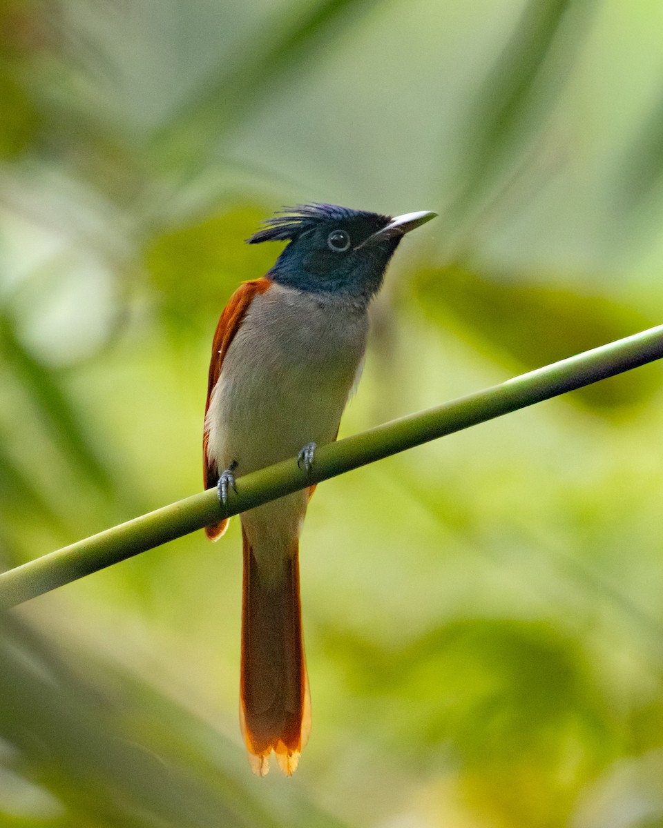 Indian Paradise-Flycatcher - ML646294885