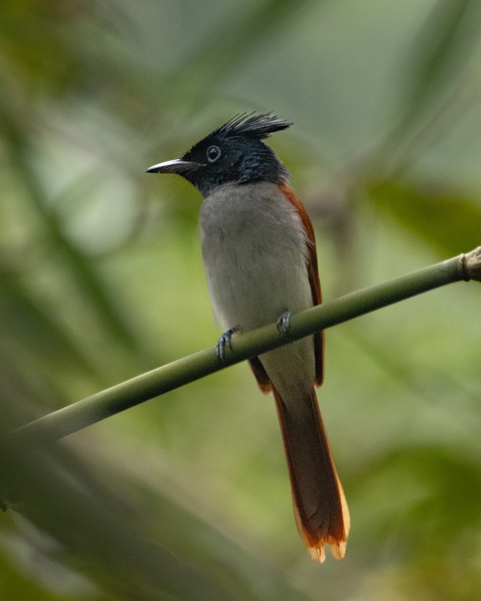 Indian Paradise-Flycatcher - ML646294886
