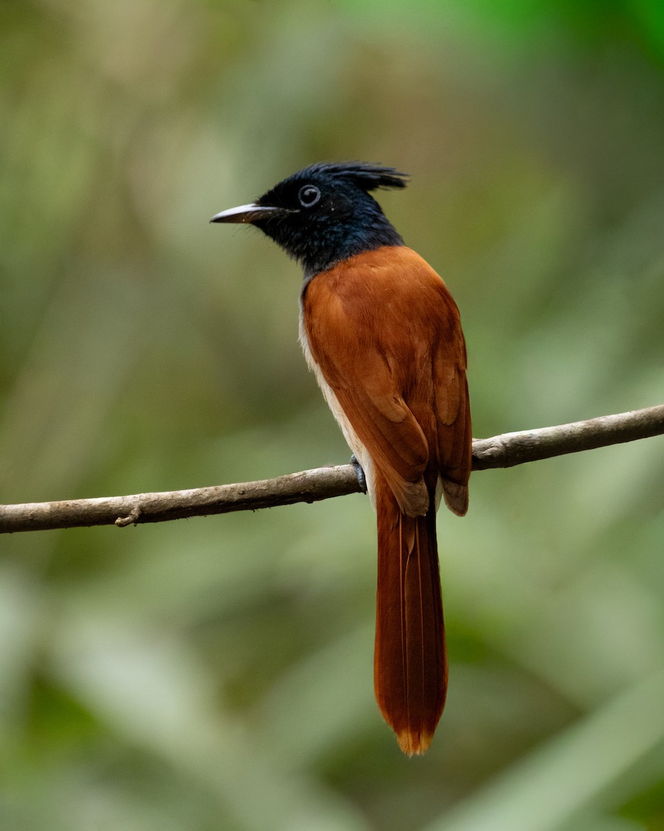 Indian Paradise-Flycatcher - ML646294887