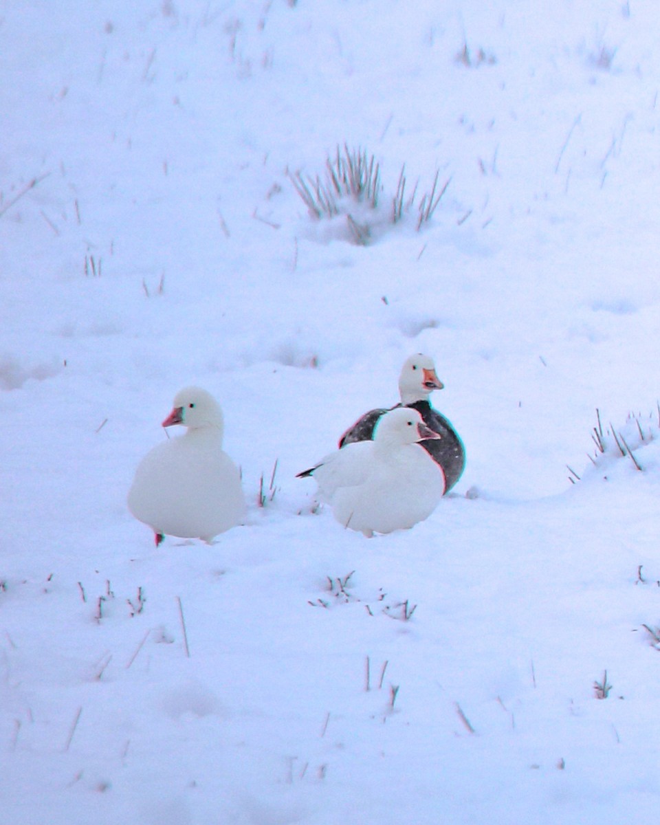 Ross's Goose - ML646294889