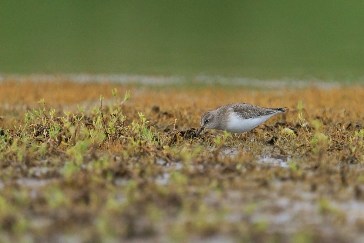 temmincksnipe - ML646294890