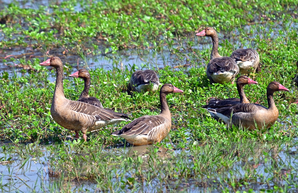 Graylag Goose - ML646294891