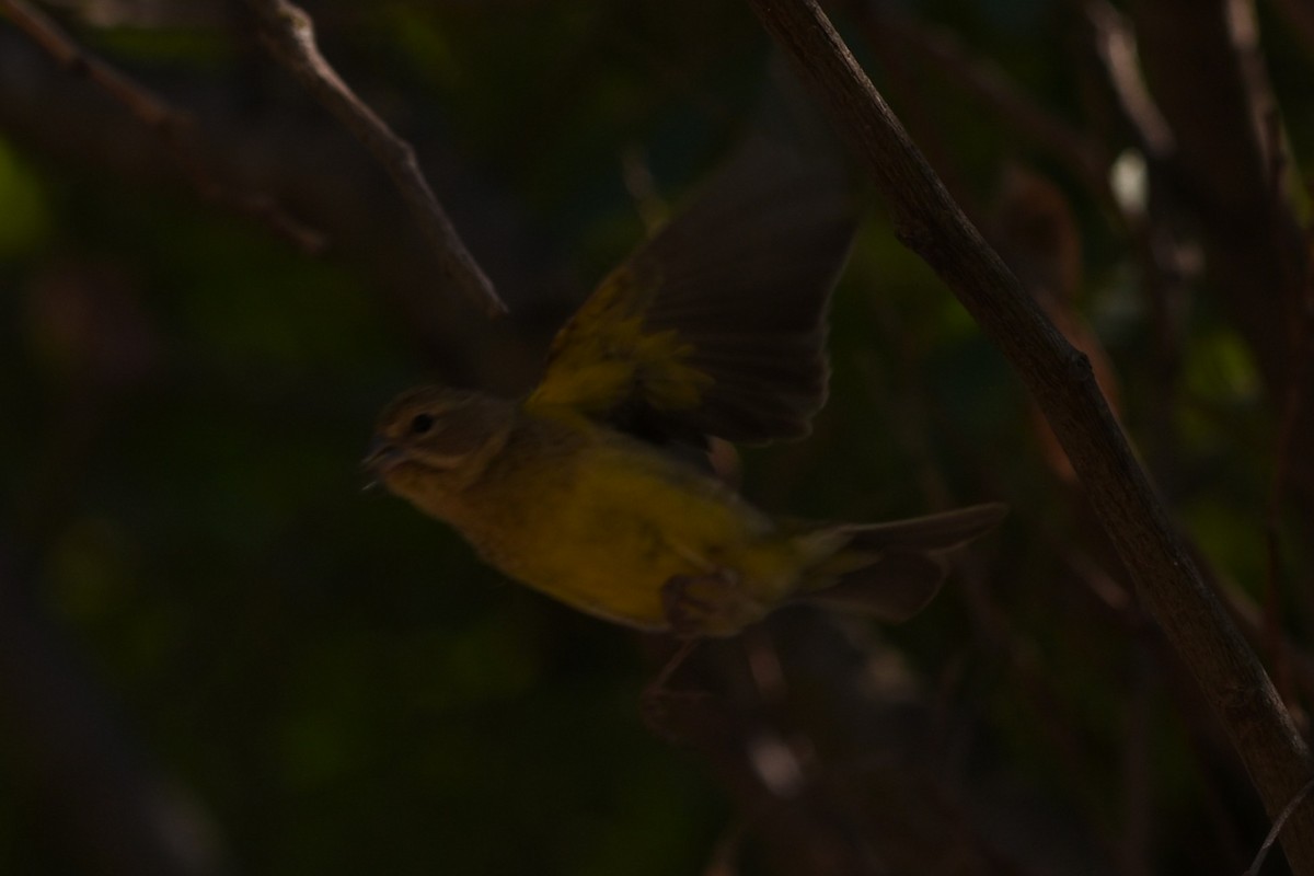 Kurzschnabel-Gilbtangare - ML646294892