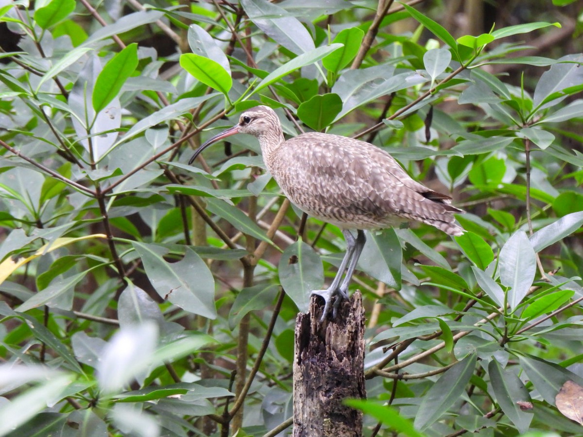 Hudsonian Whimbrel - ML646294895