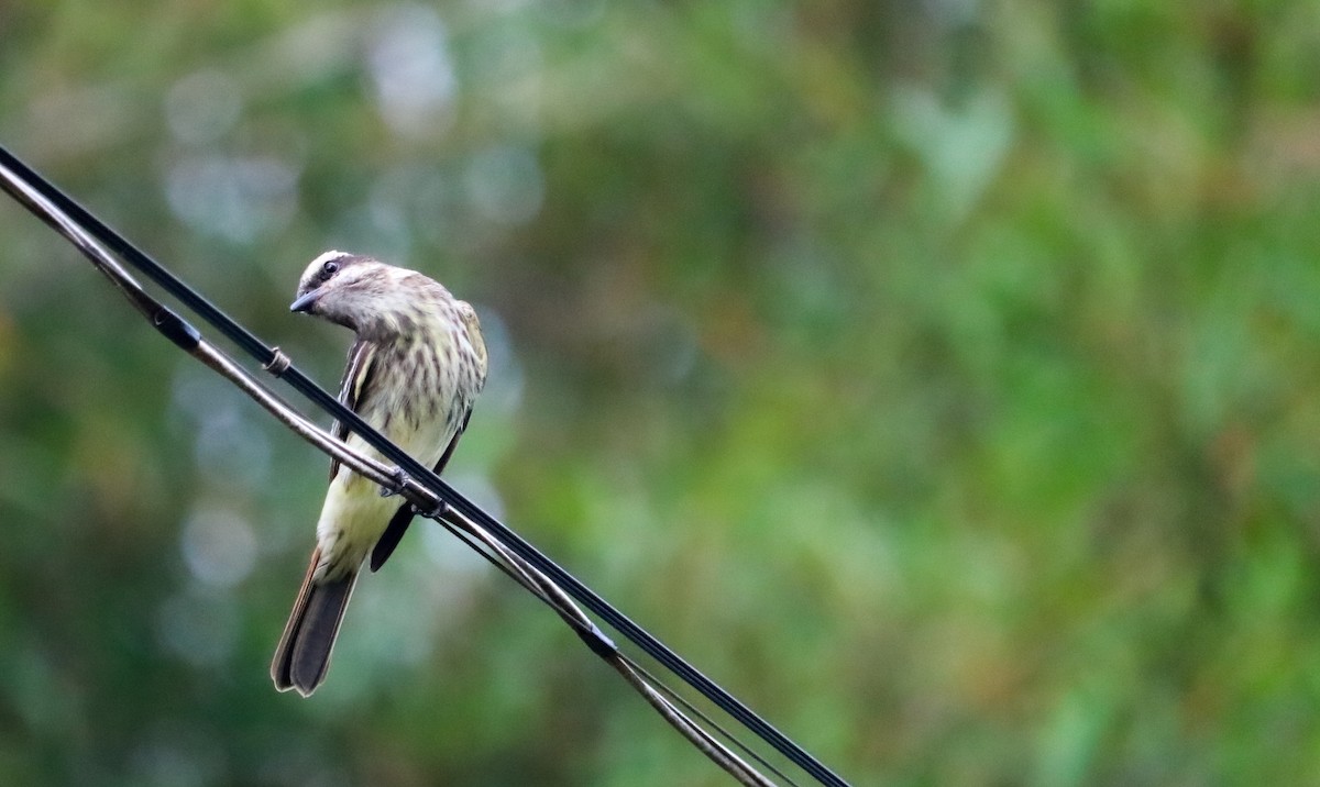 Streaked Flycatcher - ML646294897