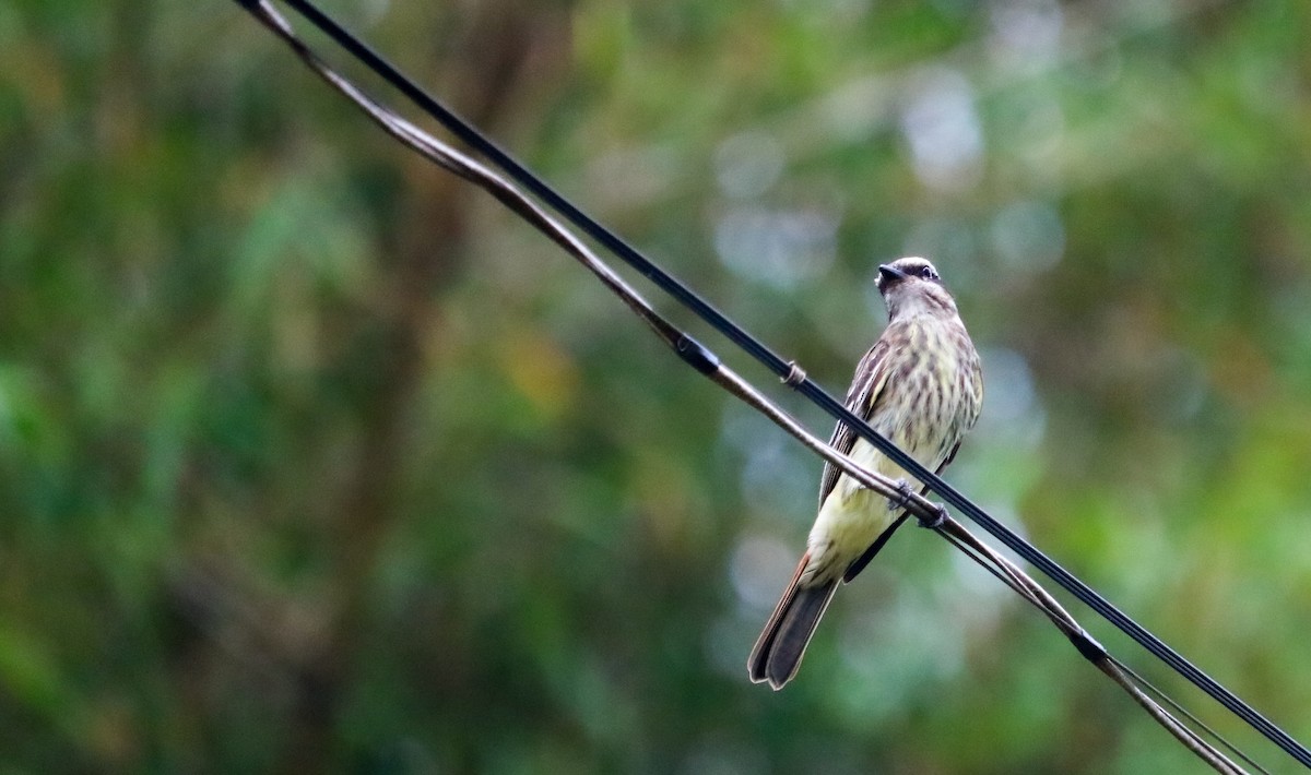 Streaked Flycatcher - ML646294898