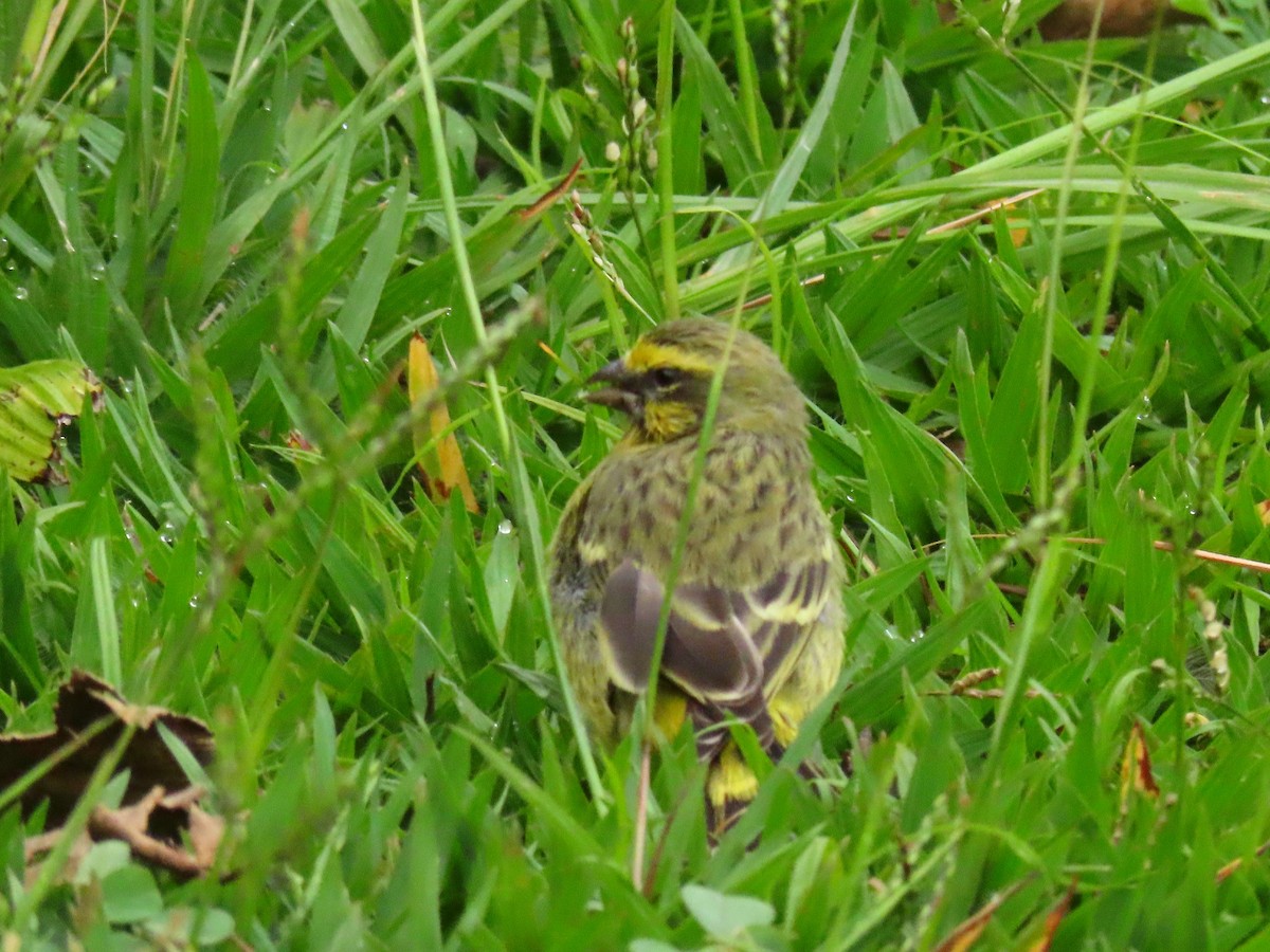 Yellow-fronted Canary - ML646294899