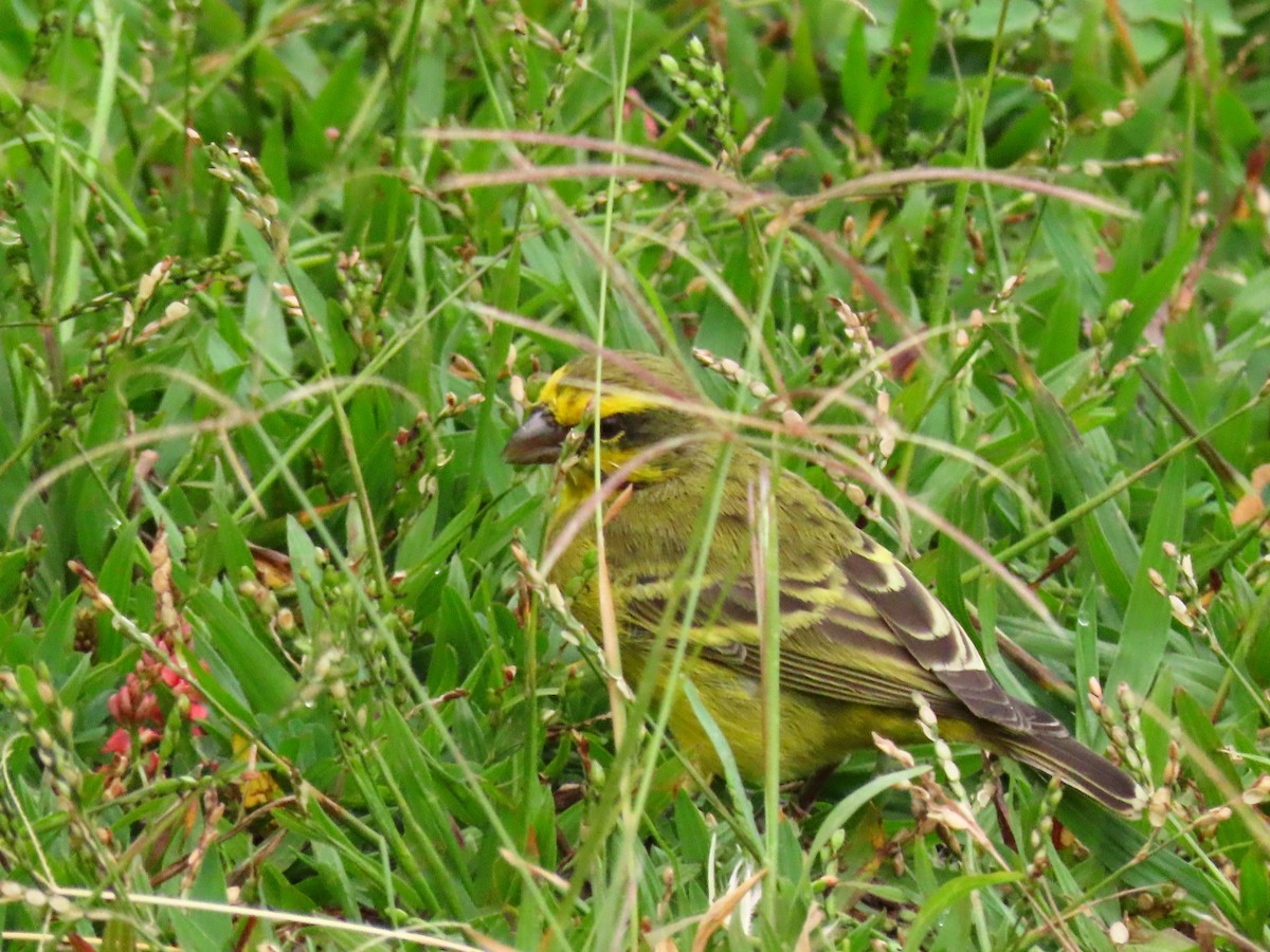 Yellow-fronted Canary - ML646294900