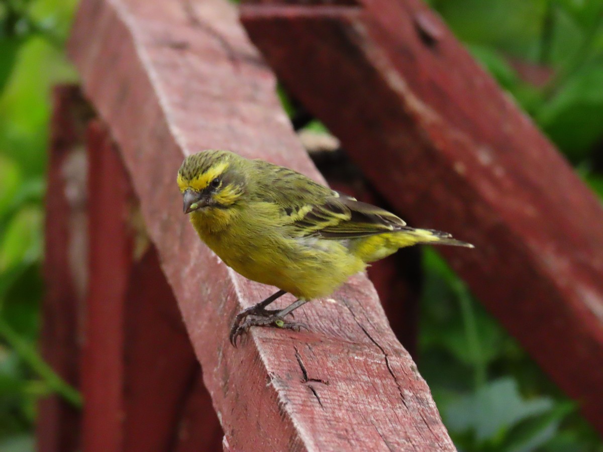 Yellow-fronted Canary - ML646294901