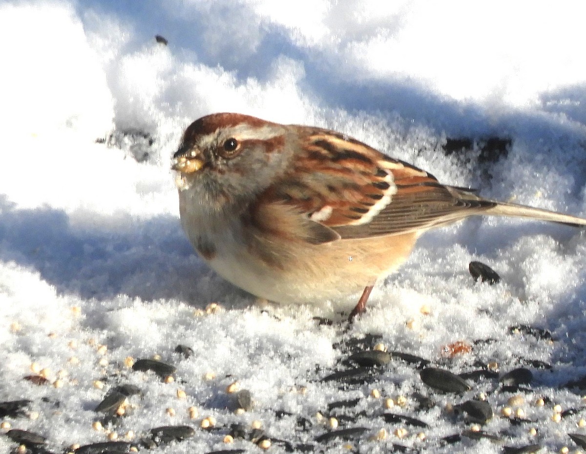 American Tree Sparrow - ML646294902