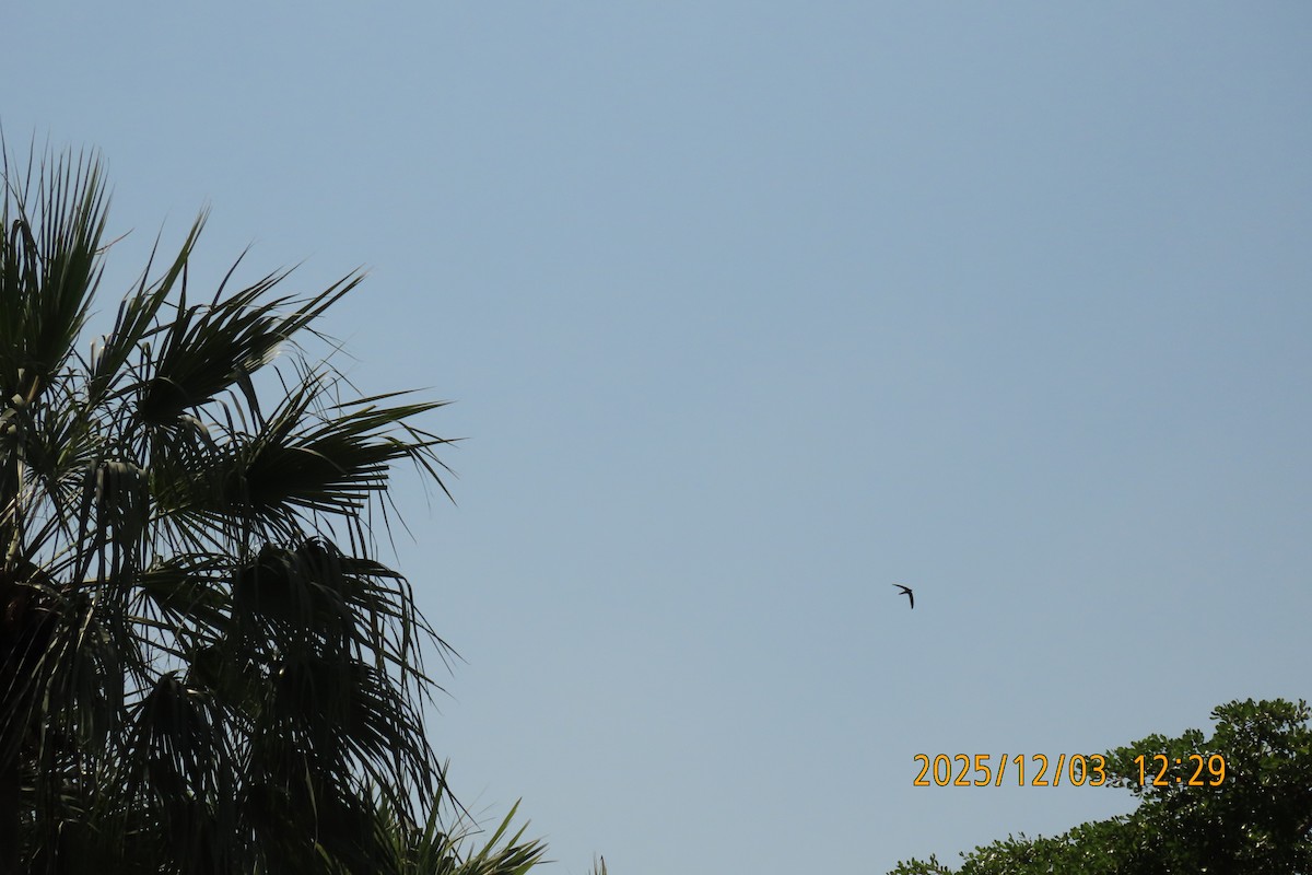 Asian Palm Swift - ML646294903