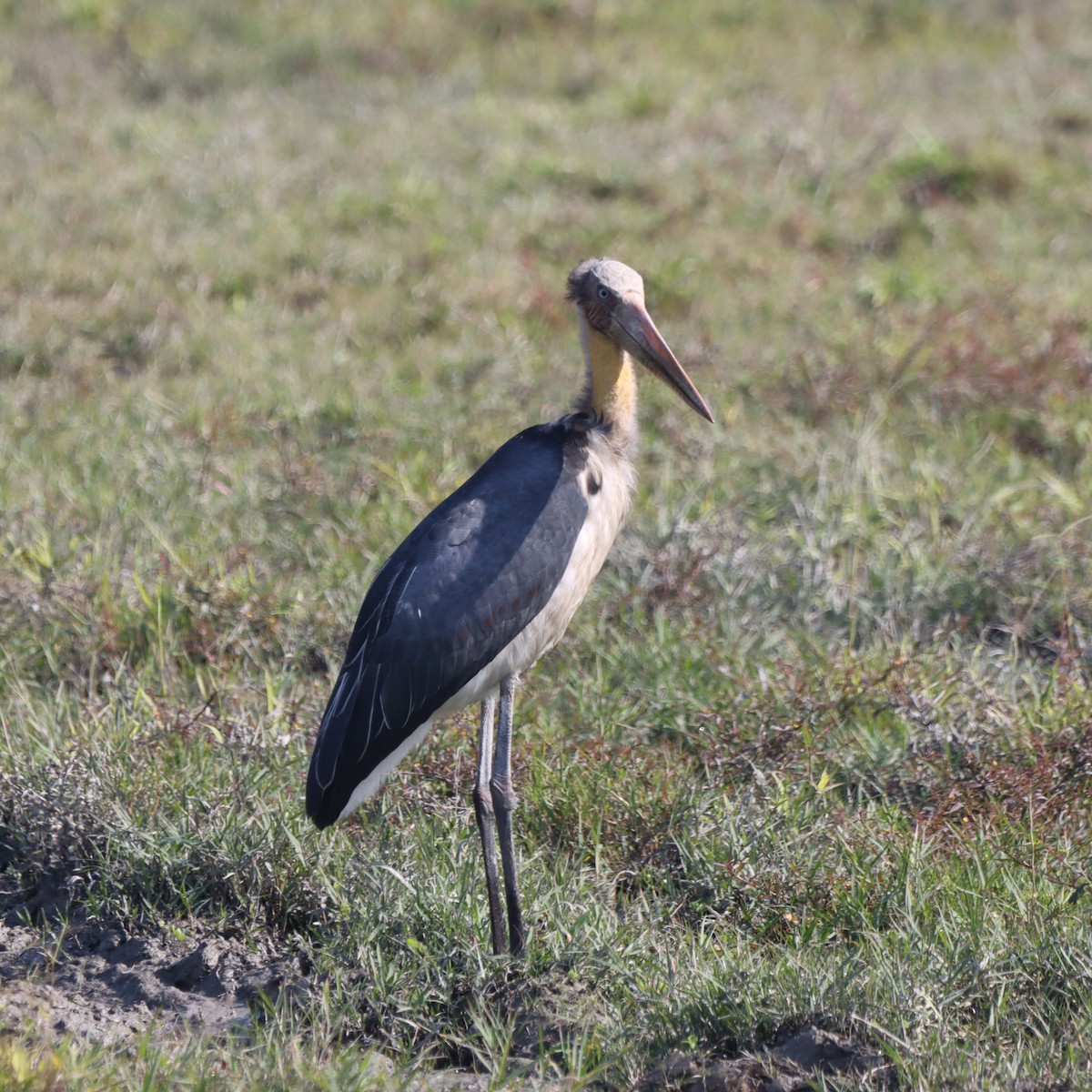 Lesser Adjutant - ML646294904