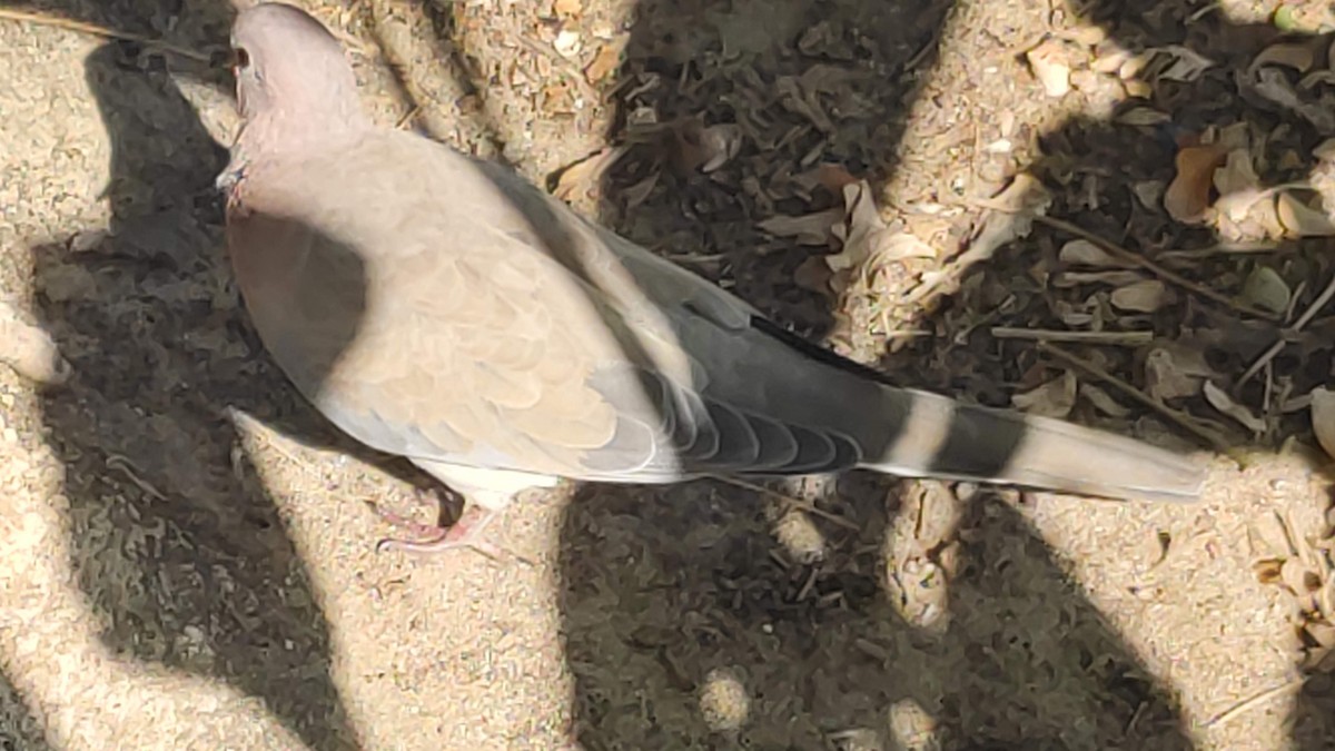 Laughing Dove - ML646294905