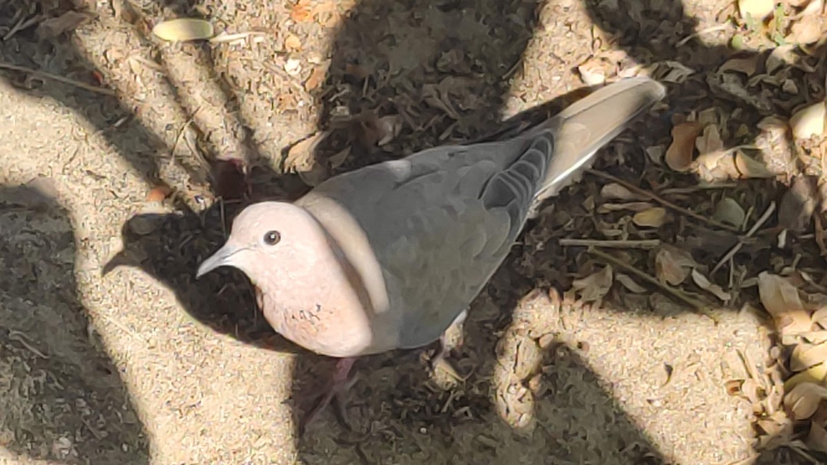 Laughing Dove - ML646294906