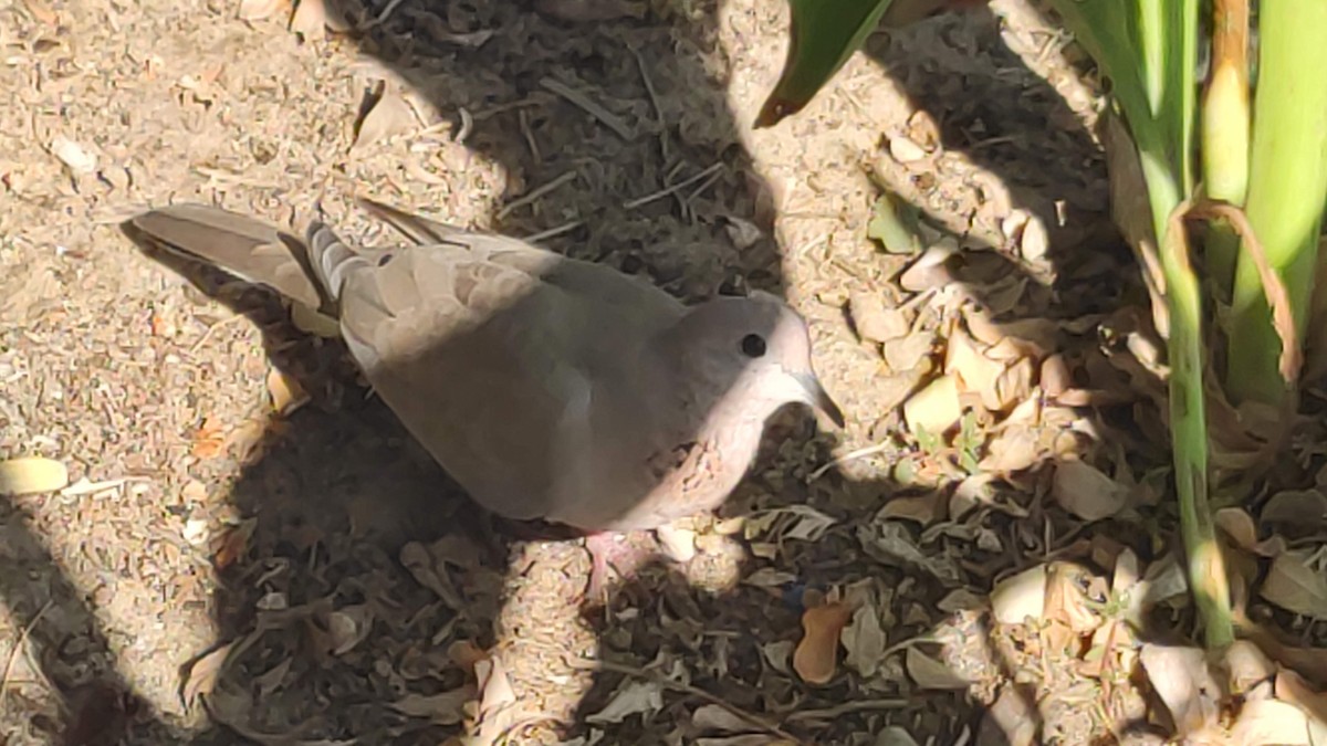 Laughing Dove - ML646294907