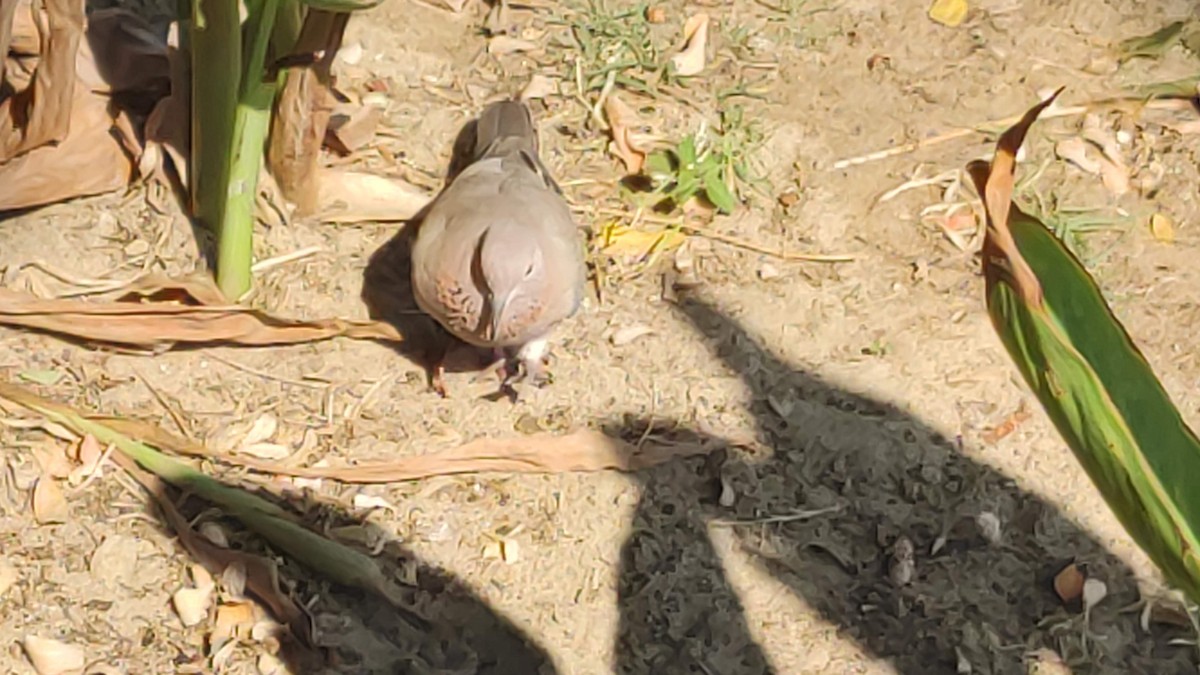 Laughing Dove - ML646294908