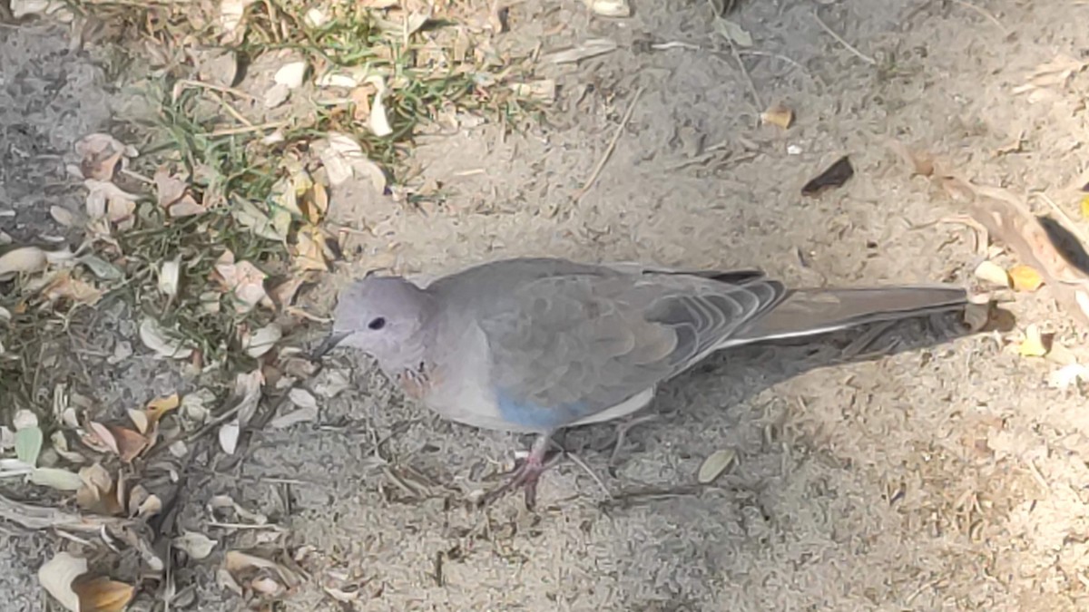 Laughing Dove - ML646294909