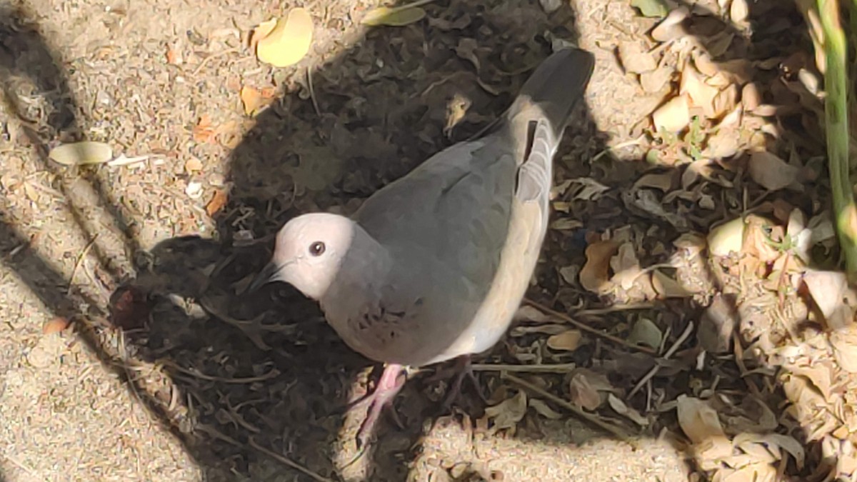 Laughing Dove - ML646294910