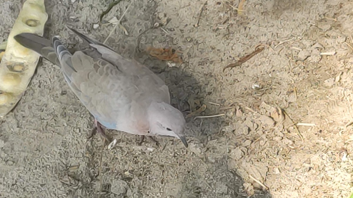 Laughing Dove - ML646294911