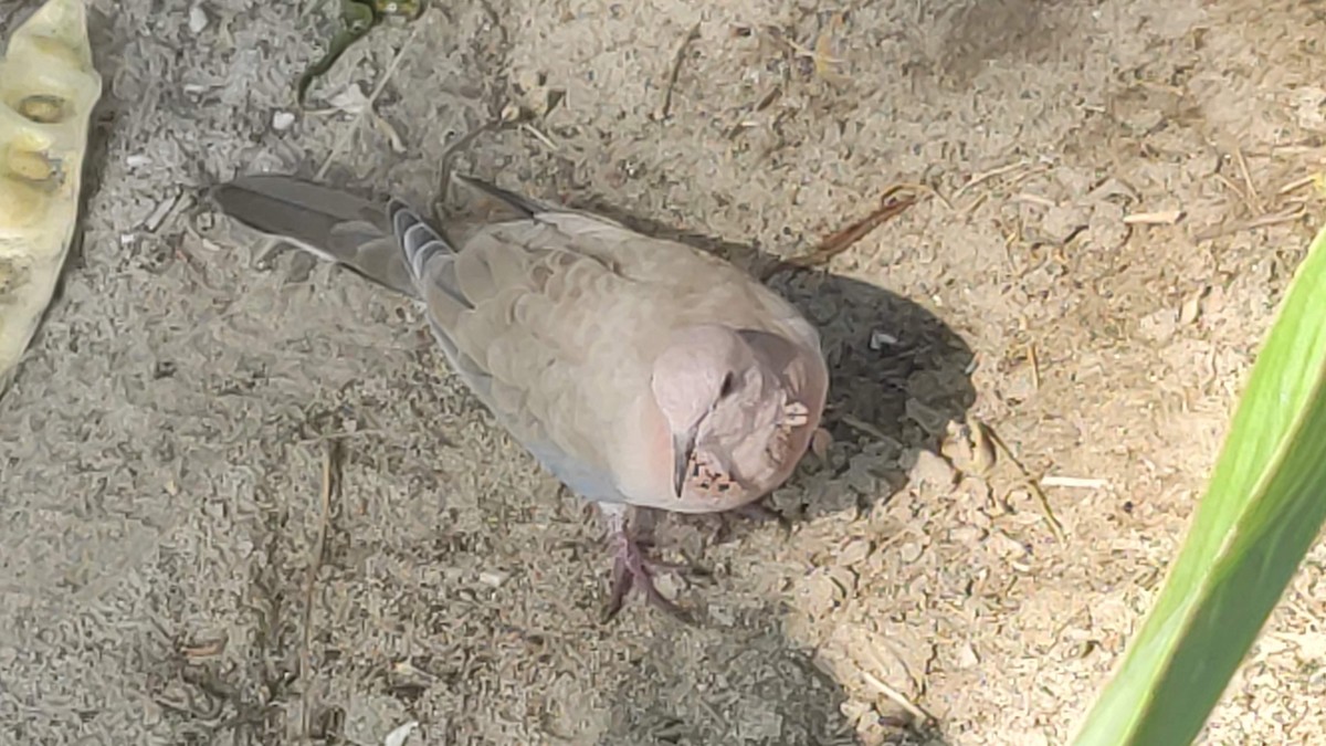 Laughing Dove - ML646294913