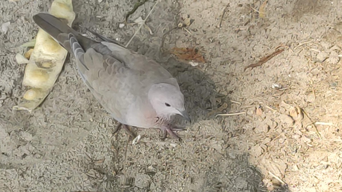 Laughing Dove - ML646294914