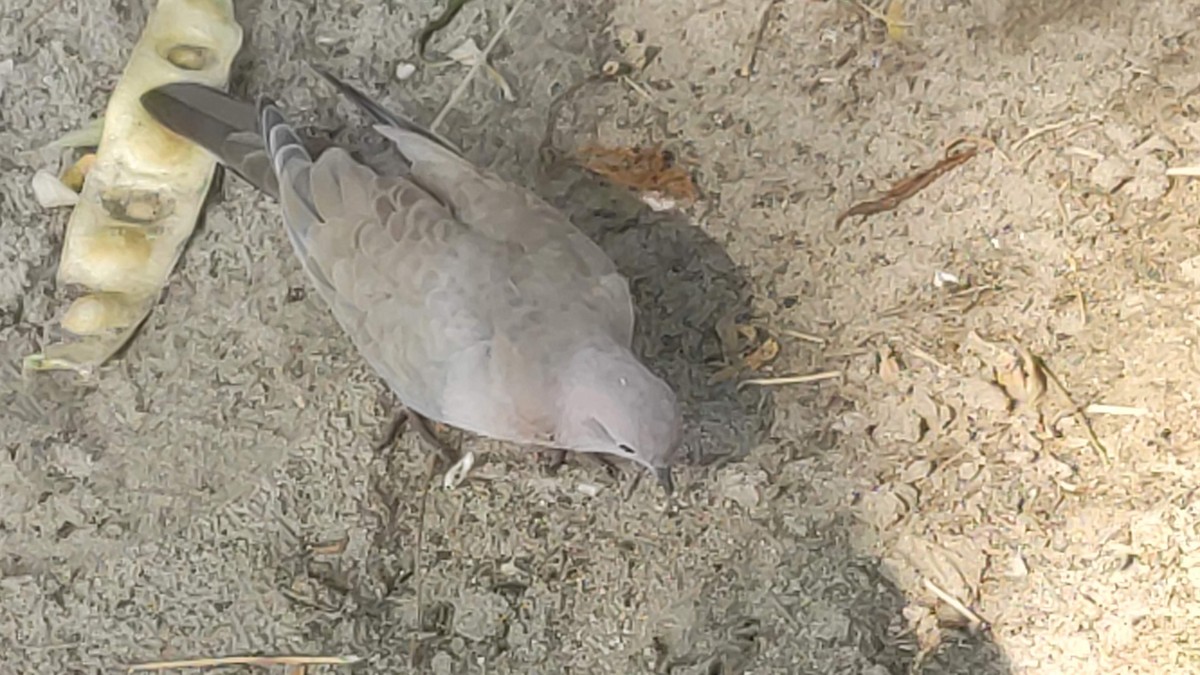 Laughing Dove - ML646294915