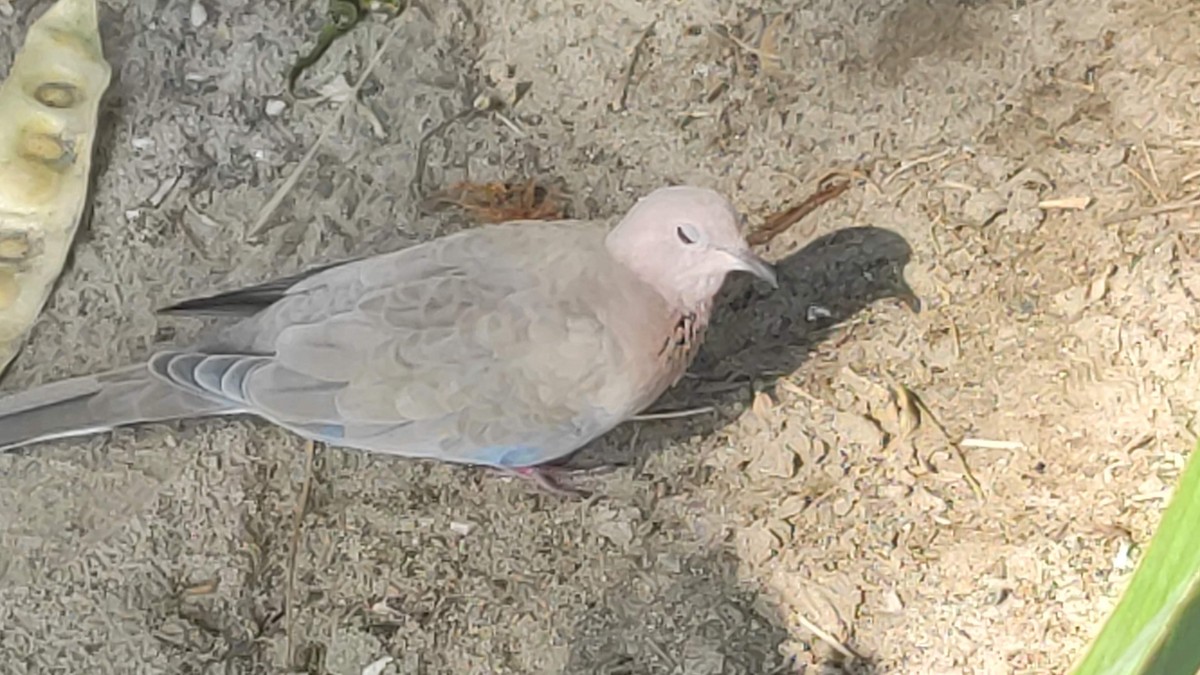 Laughing Dove - ML646294916