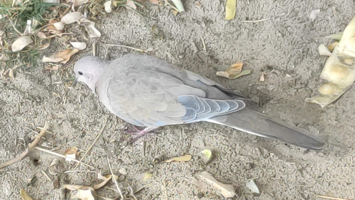 Laughing Dove - ML646294917