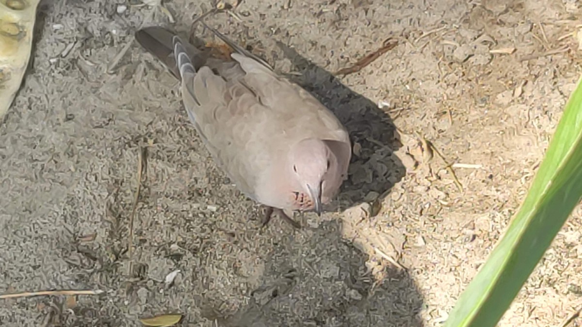 Laughing Dove - ML646294918