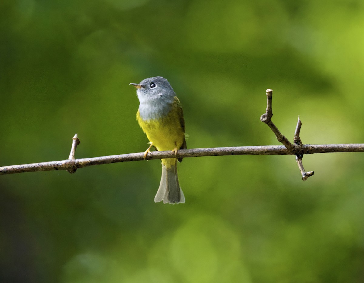 Gray-headed Canary-Flycatcher - ML646294920