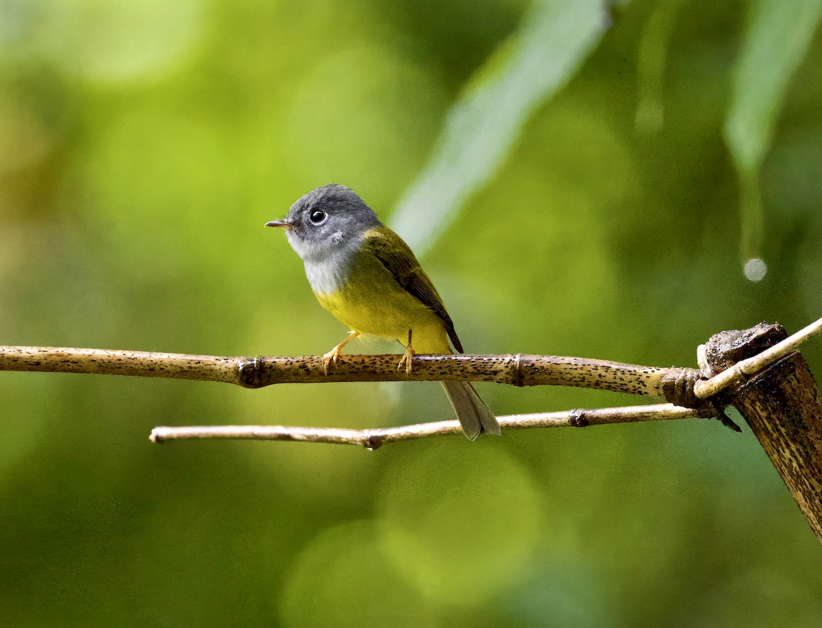 Gray-headed Canary-Flycatcher - ML646294921