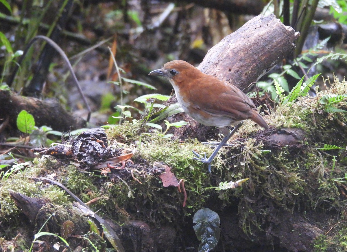 White-bellied Antpitta - ML646294922