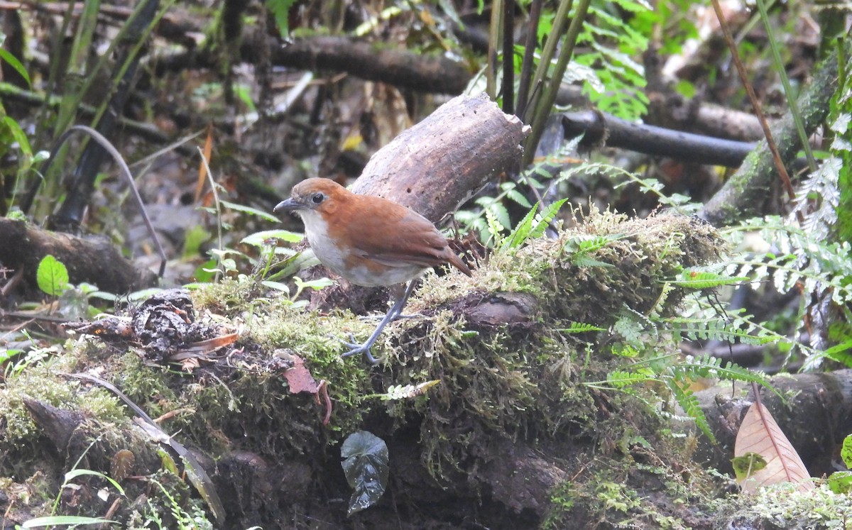 White-bellied Antpitta - ML646294923