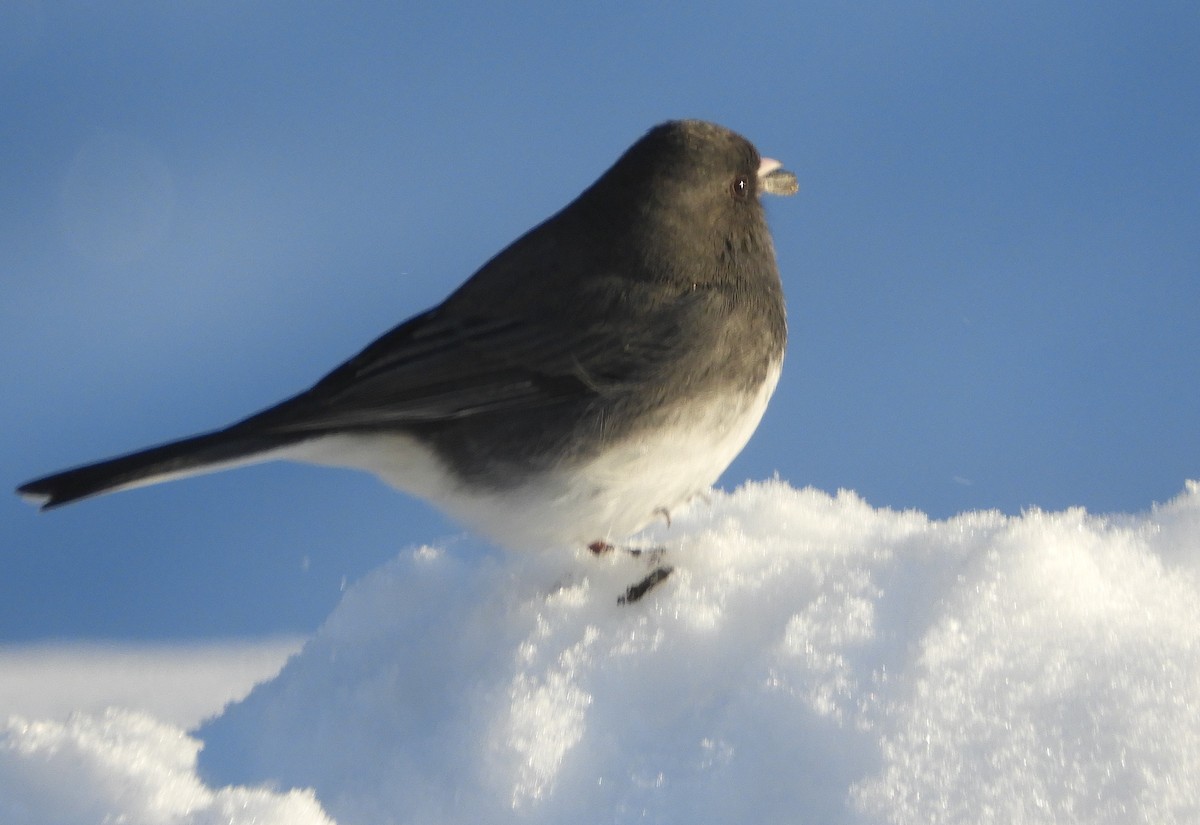 Dark-eyed Junco - ML646294924