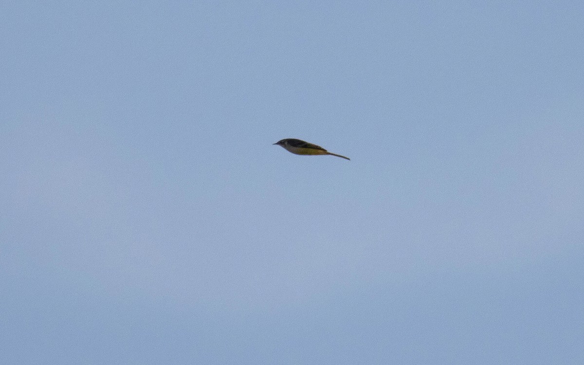 Western Yellow Wagtail - ML646294927