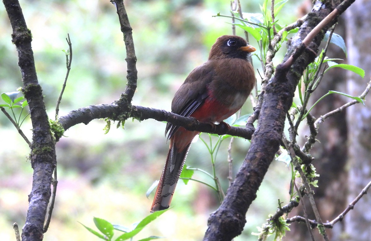 Masked Trogon - ML646294939