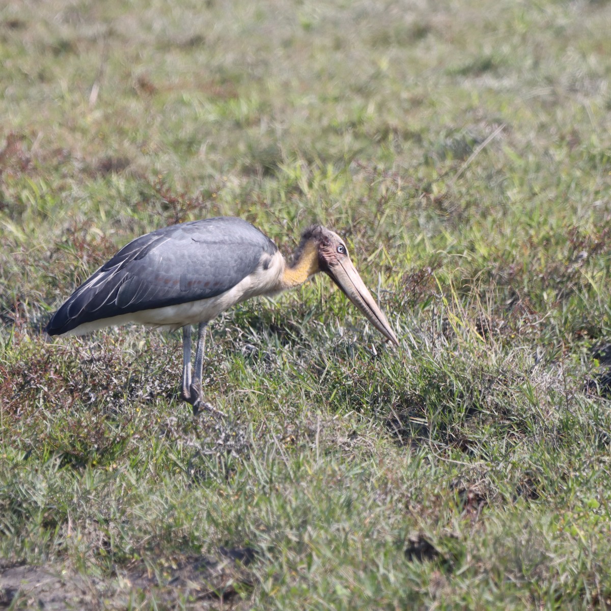 Lesser Adjutant - ML646294940