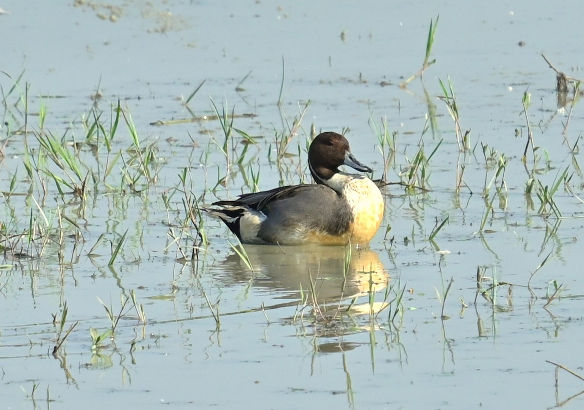 Northern Pintail - ML646294941