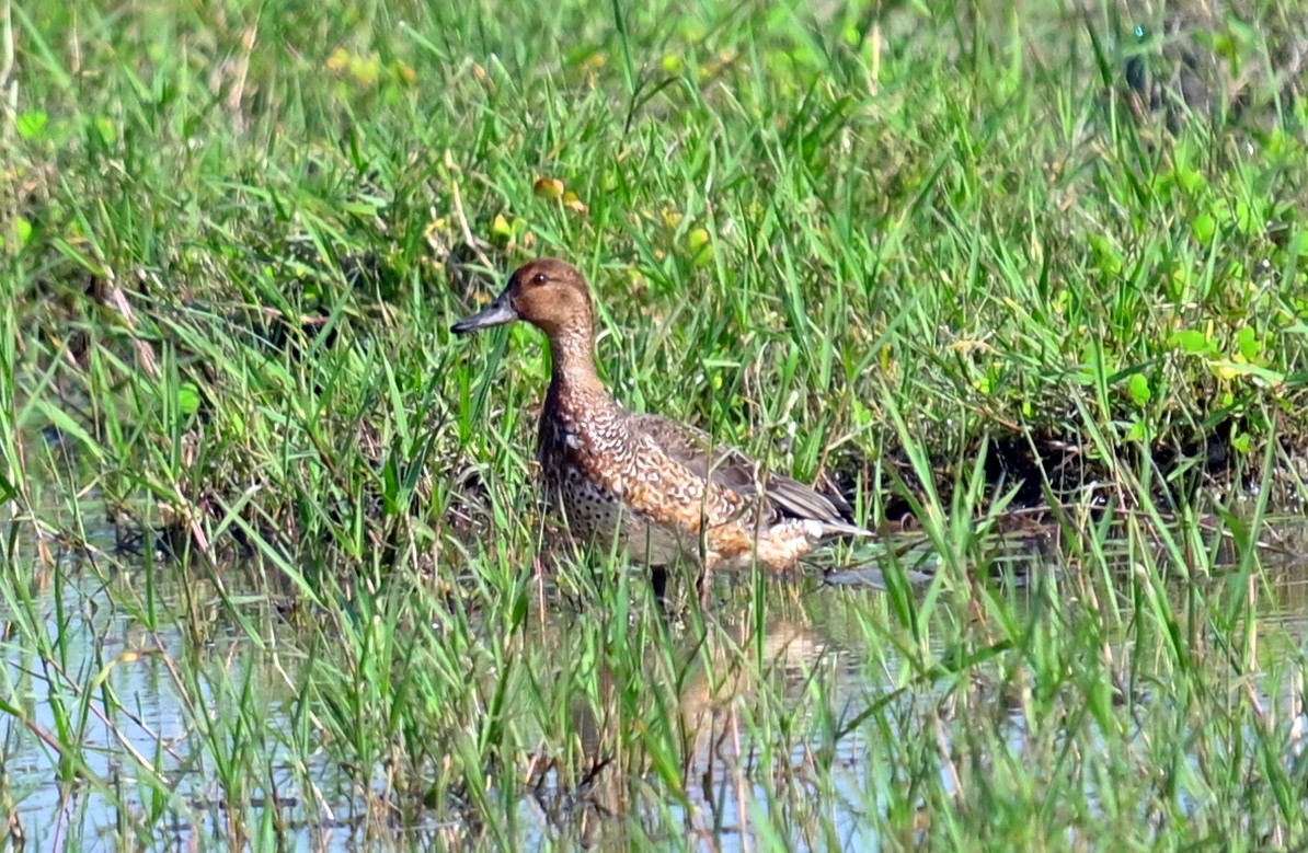 Northern Pintail - ML646294942