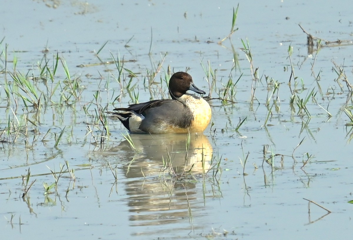 Northern Pintail - ML646294943