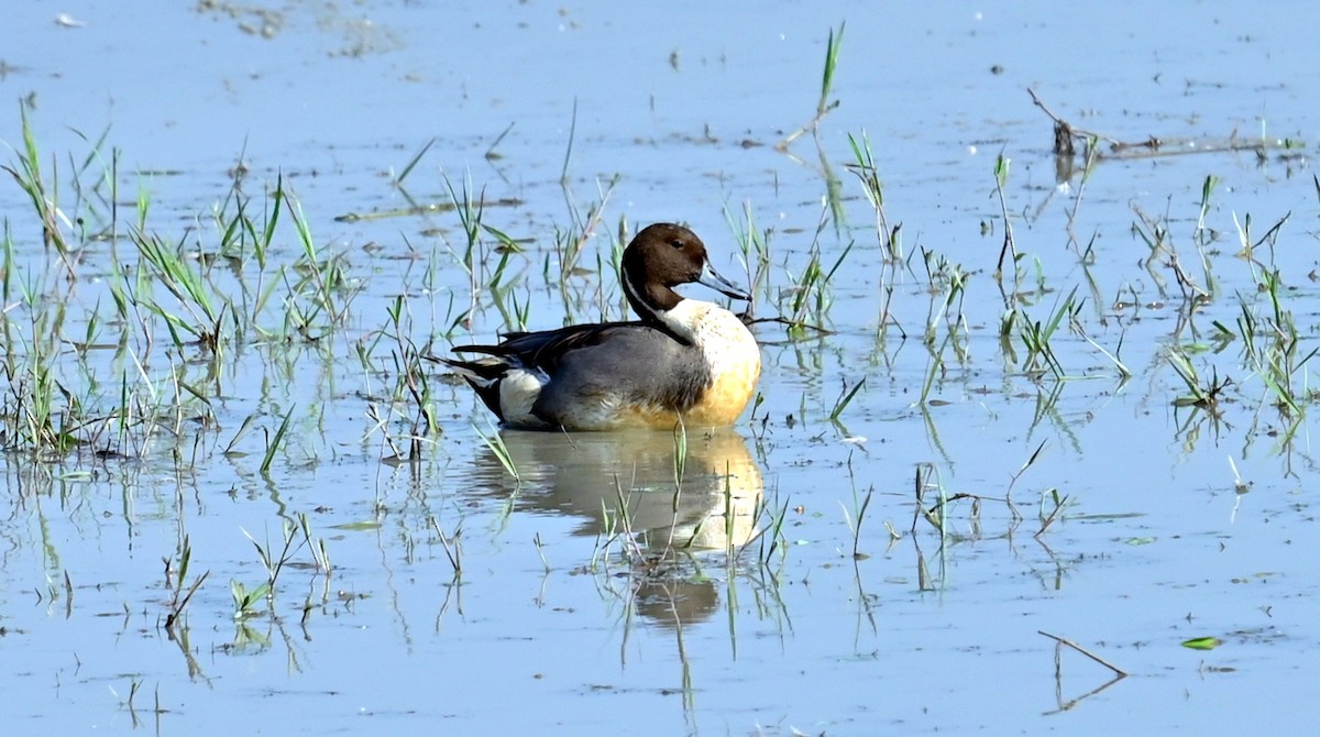 Northern Pintail - ML646294944