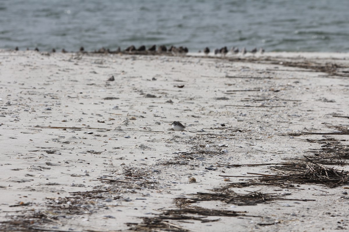 Islıkçı Cılıbıt - ML646294945